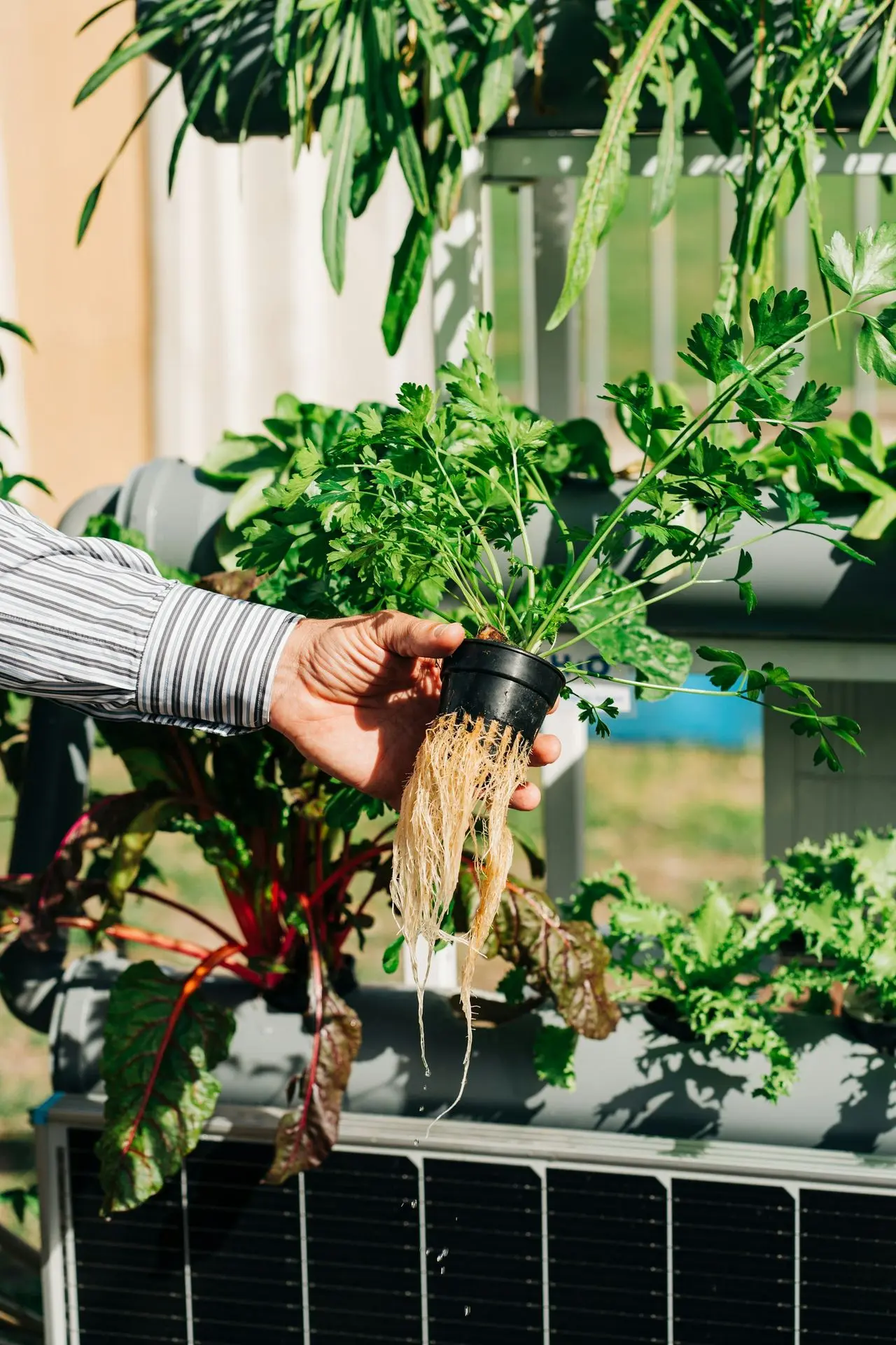 a person holding a plant